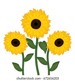 three sunflowers on white background vector illustration
