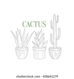 Three Tall Cacti In Pots Hand Drawn Realistic Sketch