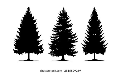 Three tall evergreen pine trees silhouetted against a plain background, showcasing their distinct shapes and dense foliage.