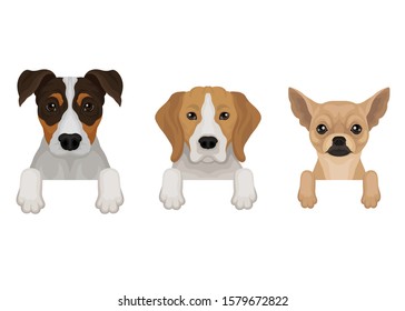 Tres perros puros salen a la calle. Ilustración vectorial en fondo blanco.