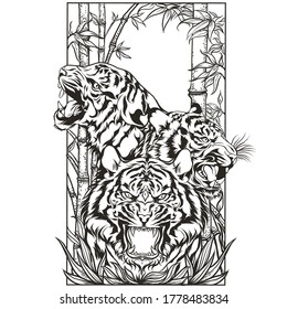 three tigers with a white background