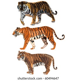 The three tigers in the world , Siberian Tiger,Sumatran Tiger, Bengal tiger