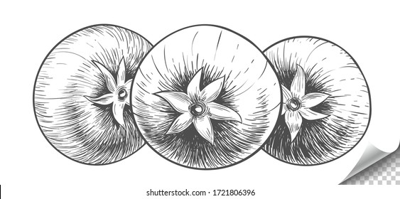 Three tomatoes hand-drawn illustration. Front view. Isolated illustration of a tomato in the style of a pencil drawing or engraving. Detailed sketch of vegetarian food. Vector.