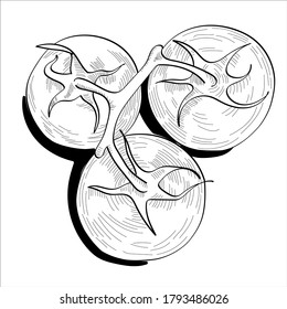 Three  tomatoes on a white background isolate.  Hand drawing style. Black and white