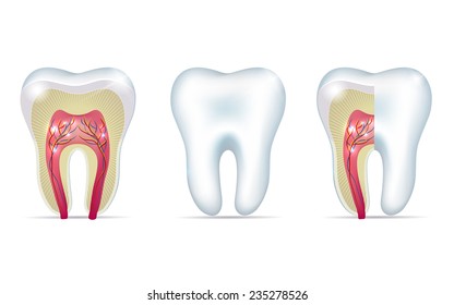 Three tooth anatomy illustrations on a white background