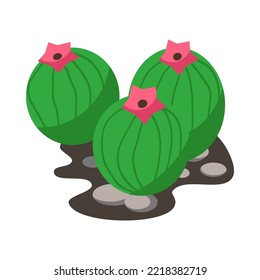 Tres cactus tropicales con flores florecientes y rocas aisladas sobre fondo blanco. Ilustración vectorial de dibujos animados de plantas domésticas. Florario, terrario, concepto de interiores botánicos