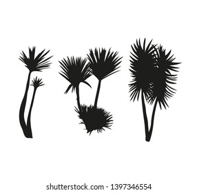 Three tropical palm trees set of black silhouette on white background. Mature and young plants. Collection various forms. Element for design. Nature icon. isolated.Vector.
