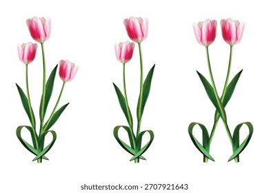 Three tulip bouquets isolated on white background, a symbol of love and spring
