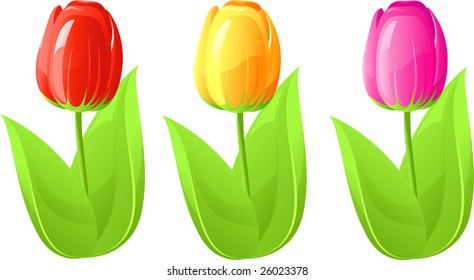 Three tulip, red, yellow, pink, isolated on white, vector
