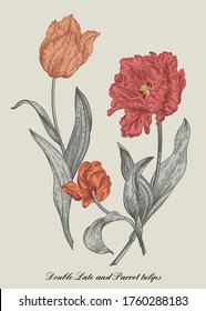 Three tulips. Bouquet of flowers. Vintage style. Vector botanical illustration.