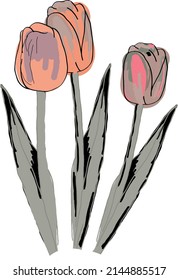 Three tulips in gray-pink shades.  Vector file.