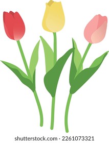 Three tulips with vector art