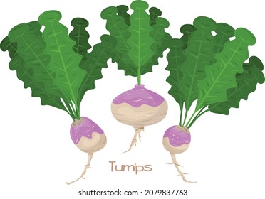 Three turnips or radishes illustration, Vegetable