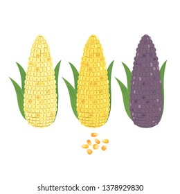 Three type of corn on white background.
