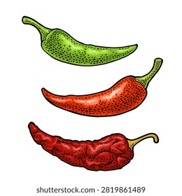 Three type whole pepper chili. From fresh green to dark red dry. Vintage vector engraving color illustration isolated on white. Hand drawn design element