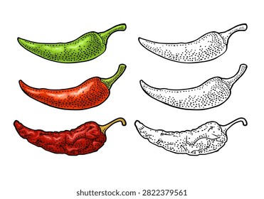 Three type whole pepper chili. From fresh green to dark red dry. Vintage vector engraving color illustration isolated on white. Hand drawn design element
