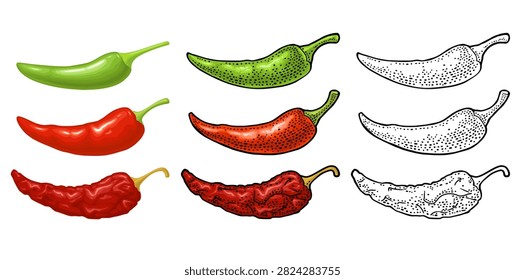Three type whole pepper chili. From fresh green to dark red dry. Vintage vector engraving color illustration isolated on white. Hand drawn design element