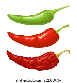 Three type whole pepper chilli. Vector realistic color illustration. Isolated on white background. Hand drawn design element for label, menu and poster