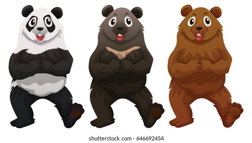 Three types of bears illustration