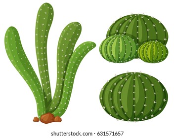 Three types of cactus plants illustration