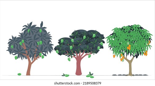 Three types of mango trees and mangoes, one of the most expensive fruits. Vector illustration. Yellow mango tree isolated. Set of Isolated mango trees