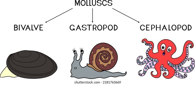 Drei Arten von Weichtieren: Cephalopod, Gastropod, Biventil. Unterrichtsmaterial für eine Biologiestunde für Grundschulkinder