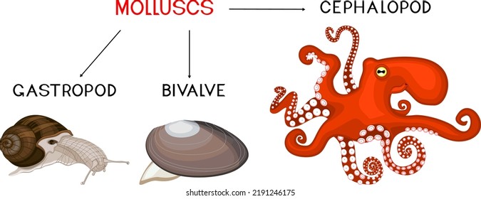 Three types of molluscs: cephalopod, gastropod, bivalve. Educational material for biology lesson