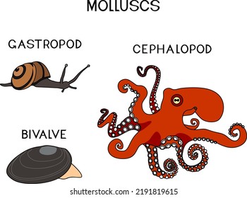 Drei Arten von Weichtieren: Cephalopod, Gastropod, Biventil. Unterrichtsmaterial für Biologie