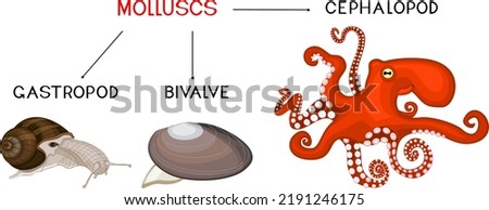 Three types of molluscs: cephalopod, gastropod, bivalve. Educational material for biology lesson Foto stock © 