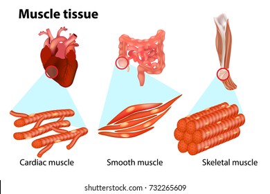  THREE TYPES OF MUSCLE TISSUE. Anatomy of muscular system