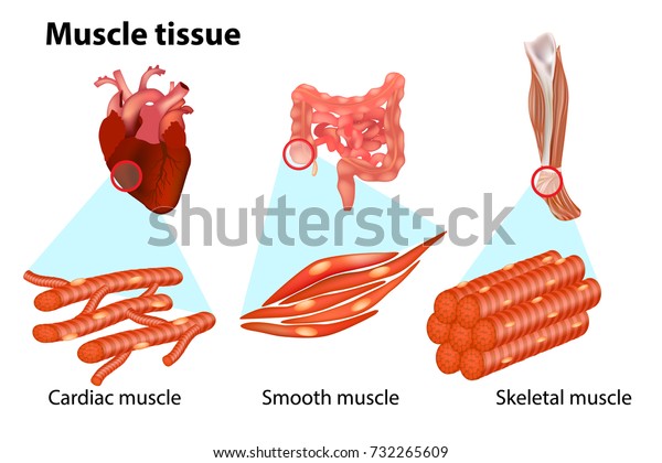 Vector de stock (libre de regalías) sobre Three Types Muscle Tissue