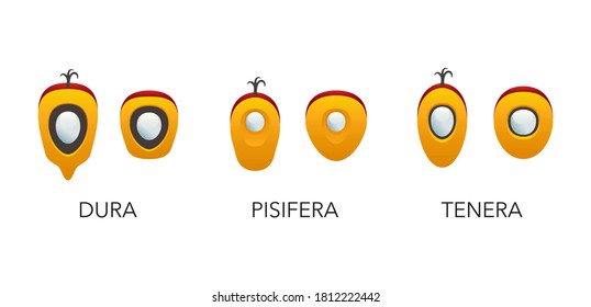 Three types of palm oil seeds - Dura, Pisifera, Tenera - isolated vector infographics elements