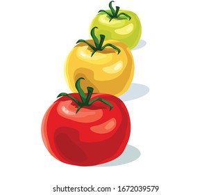 three types red  yellow green tomatoes cherry stem realisticin row symbol icon on white background