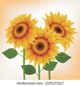 Three types of vector of yellow sunflowers