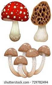 Three types of wild mushrooms illustration