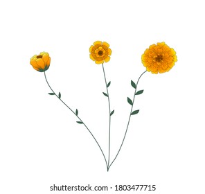 Three types of yellow flowers