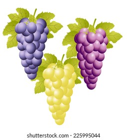 three varicoloured clusters of vine on a white background, vector illustration