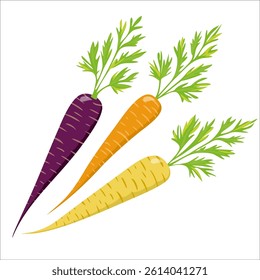 three varieties of carrots of different colors
