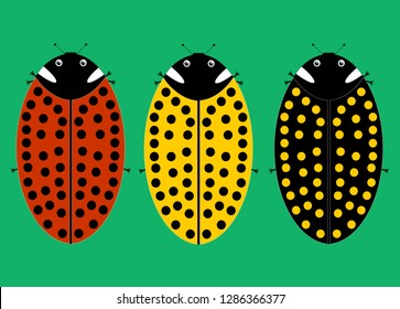 Three varieties of ladybugs. Cute lady bugs. Winged insects. Macro insect wing. Insect texture. Isolated on a green background. Flat vector illustration.