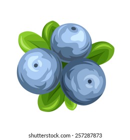 Three vector blueberries isolated on a white background.
