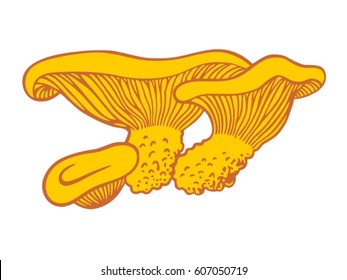 three vector chanterelles on white background