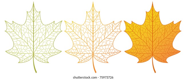 Three vector colored maple leaves.