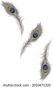 Three vector peacock feathers, Illustration of bird tail, Colourful floral designs for decoration