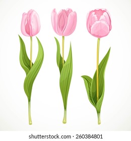 Three vector pink flowers tulips isolated on a white background