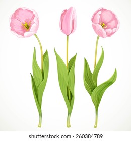 Three vector pink tulips isolated on a white background