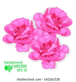 three vector realistic purple flowers, isolated on white background vector