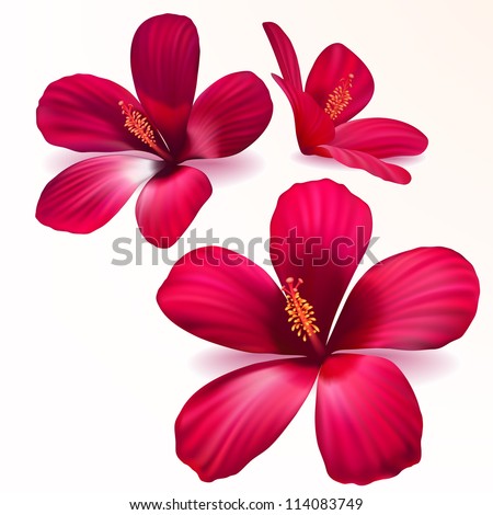 Three Vector Realistic Purple Flowers Stock Vector (Royalty Free