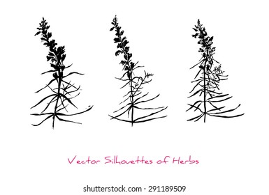 Three vector silhouettes of herbs (Linaria vulgaris)