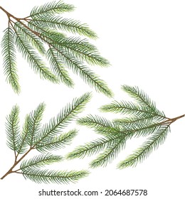 Three vector spruce fir tree branches. isolated illustration