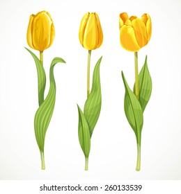 Three vector yellow flowers tulips isolated on a white background